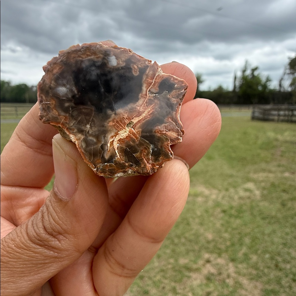 Polished Agatized Petrified Wood Geode - Brown and Cream Natural Stone